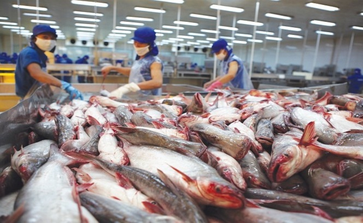 Pangasius exports rise despite COVID-19 impact